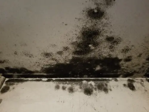 Mold remediation removing fungal growth caused by excess indoor humidity